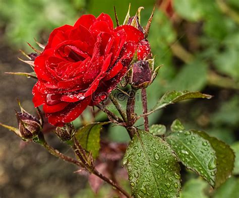 Mawar eva de jongh (dieja sebagai mawar eva de young; Fantastis 14+ Gambar Mawar Merah Yg Cantik - Gambar Bunga ...
