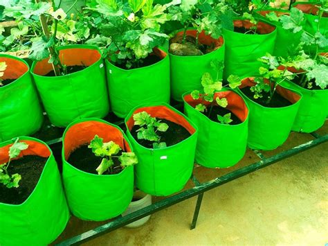 Buy Gardening Vegetable Green Grow Bag Online In Kerala