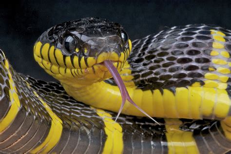 Black Snake With Yellow Markings On Back Snake Poin