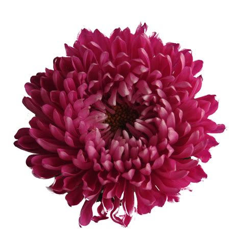 Download Chrysanthemum Transparent Background Hq Png Image