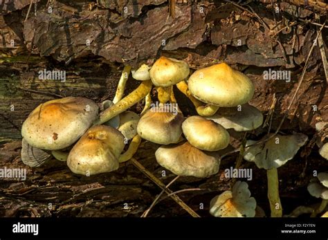 Sulphur Tuft Common Fungus Found On Tree Stumps Stock Photo Alamy