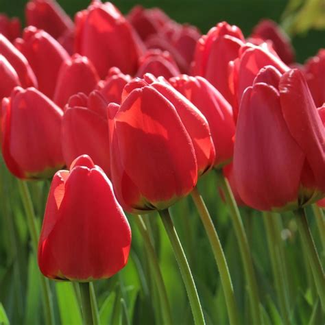Longfield Gardens Planting Bulbs Types Of Plants Growers Daffodils