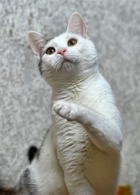 579 Cat Holding Paw Up Stock Photos Free And Royalty Free Stock Photos