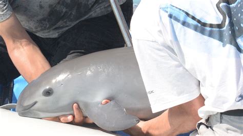 11 Facts About The Vaquita The Worlds Most Endangered Porpoise