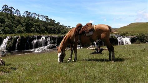 Horseback Trail Ride In Brazil Canyons And Waterfalls In The Gaucho