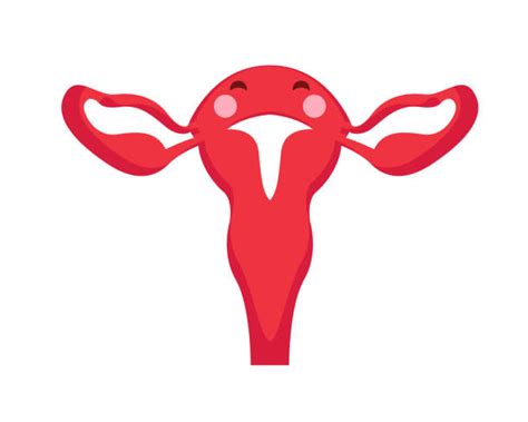 Clip Art Of Label The Female Reproductive System Illustrations Royalty