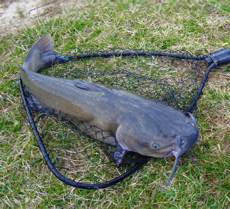 Giant 100 Kg Catfish Caught In Sevillas Guadalquivir River Olive