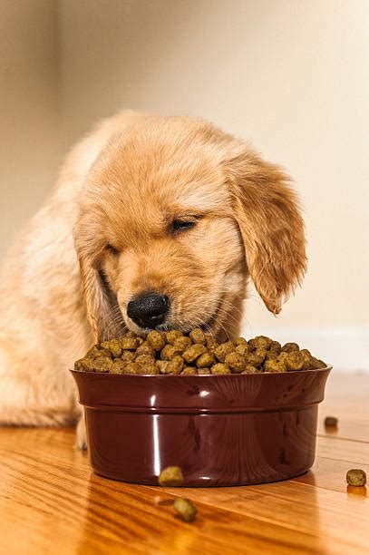 Golden Retriever Bowl Stock Photos Pictures And Royalty Free Images Istock
