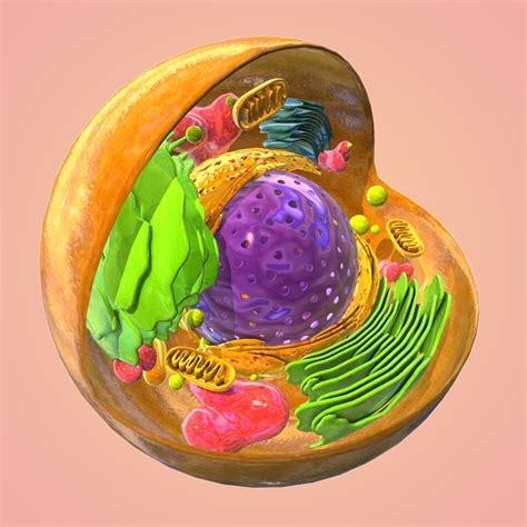 Here are some key terms to help you think, explore and search for similarities and significant differences that have become the characteristics of eukaryote (animal, plant) and prokaryotic (bacteria) cells. animal eukaryote cell 3d model