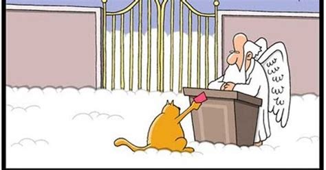 Mystery Fanfare Cartoon Of The Day Cat Heaven
