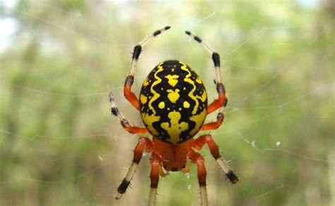 Mycologista Marbled Orb Weaver Dont Look If You Think