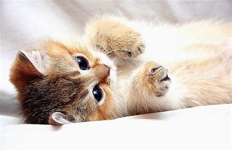 Cute Blonde Cats Face All Hd Wallpapers