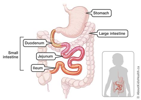 It is small intestine which, though small in diameter, is the longest part of the. GI tract