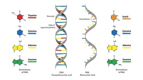 Dna Vs Rna 5 Key Differences And Comparison Technology Networks
