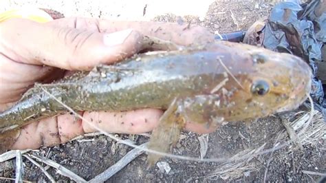 Tank Goby Fish Glossogobius Giuris Fish World Mania Youtube