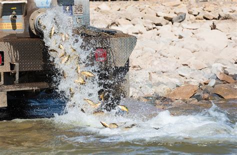 Browse the most recent new mexico obituaries and condolences. Biologists believe perch from Eagle Nest Lake will help ...