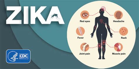 Symptoms Zika Virus Cdc