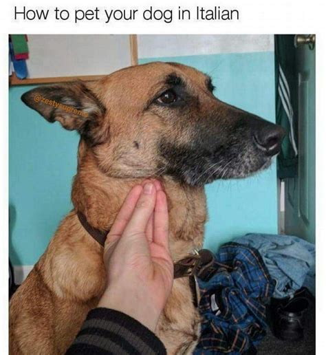 Dog diapers & pads can be advantageous to both pets and their this is why dogs never die: Pet a Dog in Italian | How Italians Do Things | Know Your Meme