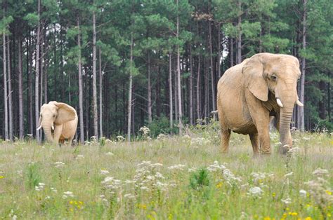 Elephant Sanctuary Donors Match 5000 In The Big Payback