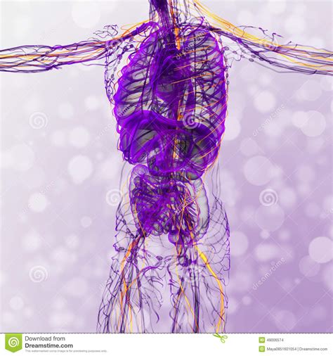 3d Render Medical Illustration Of The Nerve System Stock Illustration ...