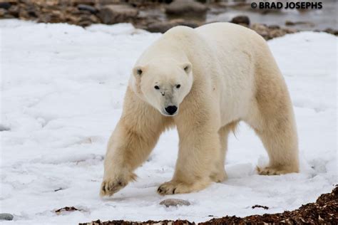 Churchill Sunday Photos Diverse Wildlife Churchill Polar Bears