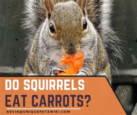 Are Carrots Safe And Nutritious For Squirrels Find Out Here Planthd