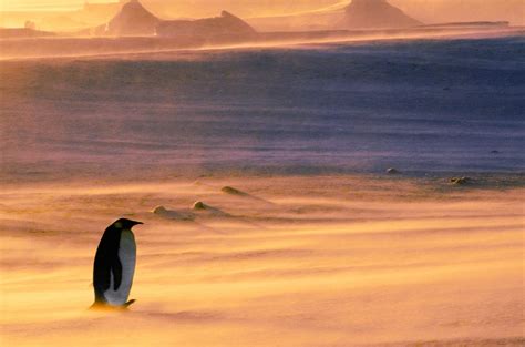 Emperor Penguin Snowstorm Bing Wallpaper Download