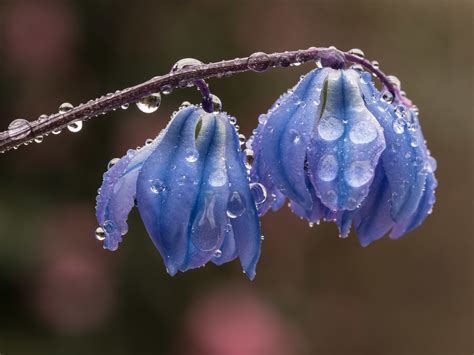 19100 Raindrops Flowers In March For Smile On Saturday Ch Flickr