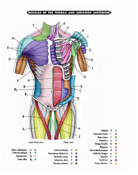 Muscles Anterior Full Body Diagram Major Anterior Muscles Body