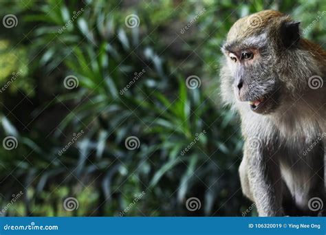 Wildlife Monkey Looking Down Close Up Stock Image Image Of Background