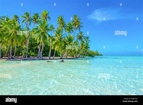 Palm Trees On The Beach Travel And Tourism Concept Tahaa Raiatea