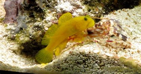 Tiger Pistol Shrimp And Yellow Watchman Goby