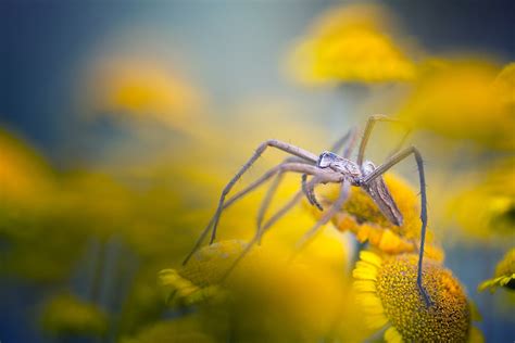 Macro Photos Take Us Inside the Enchanted World of Insects