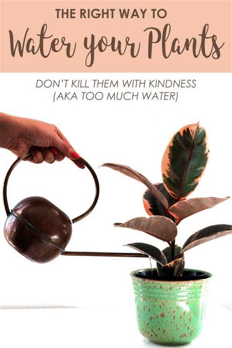 How long do indoor cacti live? When and How to Water Your Houseplants | Plants, Hanging ...
