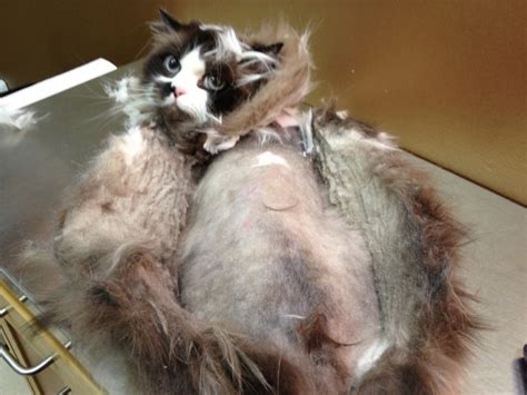 Take things slowly, and don't be surprised if you can't remove all the mats in one seriously matted cats require veterinary attention. Seeing Matts And Pelts From A Cat's Perspective - Katzenworld