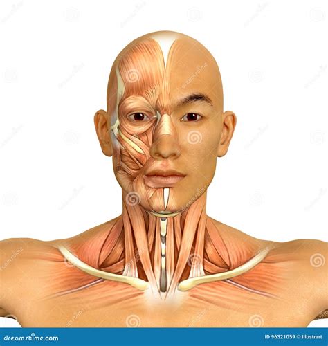 3d Asian Male Model Face And Neck Muscles Anatomy Royalty Free Stock