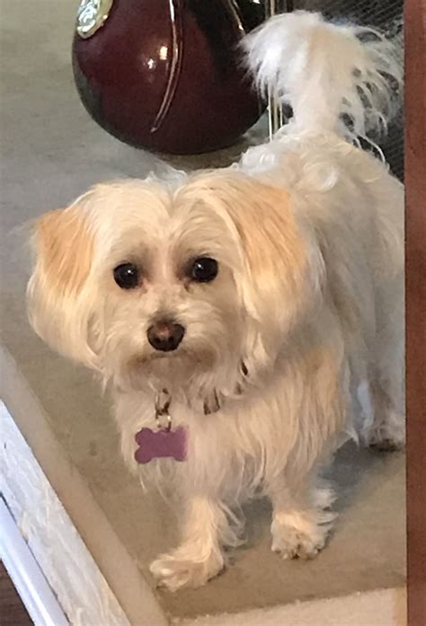 Adopt DREAM in ILLINOIS on Petfinder | Rescue dogs for adoption, Dog