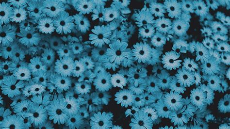Blue Flower Aesthetic Aesthetic Floral Computer Hd Wallpaper Pxfuel