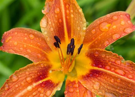 Orange Daylily Close Up After The Rain Stock Photo Image Of Daylily