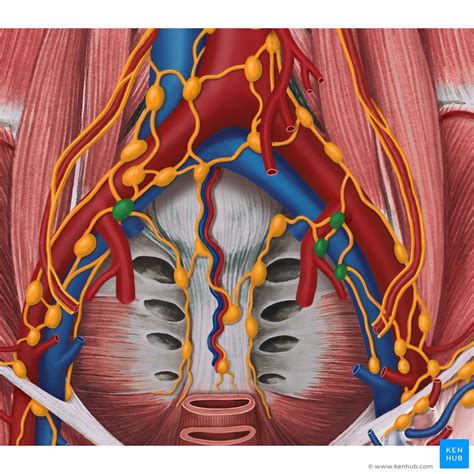 Anatomy Of The Pelvic Lymph Nodes And Vessels Kenhub