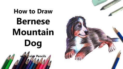 How To Draw A Bernese Mountain Dog With Color Pencils Time Lapse