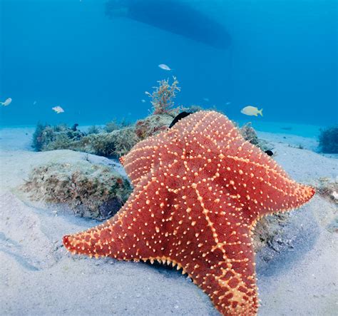 7 Facts About Sea Stars That Are Out Of This World Ocean Conservancy