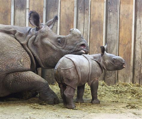 Meet The First Indian Rhino Baby Born In Poland At Warsaw Zoo You
