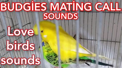 Budgies Sounds Love Birds Sounds Budgies Singing Parakeets Sounds Youtube