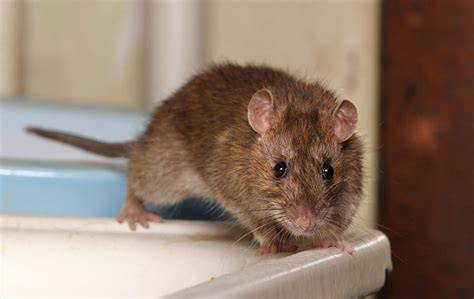 We have three main pest control treatment plans. Rodents | Pest Identification & Prevention In Omaha, NE