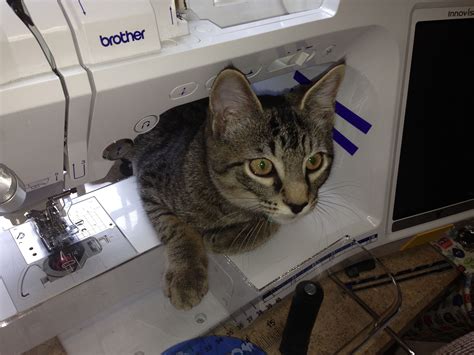 Even My Cat Loves Sewing Machines Sewing Pinterest