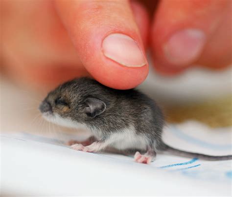 Field mice can also bring fleas and mites inside if they infest the home. baby mouse | Jeff was on the back deck about to come in ...
