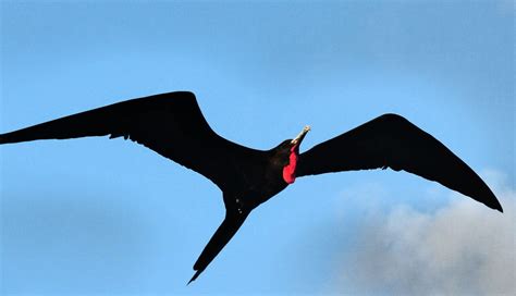 Frigatebird Galápagos Smithsonian Photo Contest Smithsonian Magazine