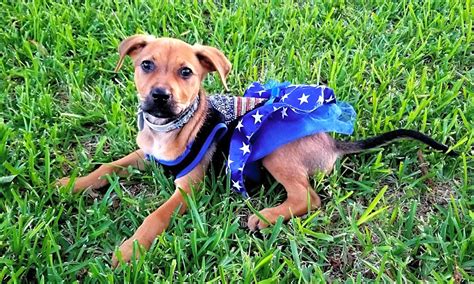 These adorable pups are available for adoption in fort worth, texas. These Fort Worth-based pups are up for adoption and in ...
