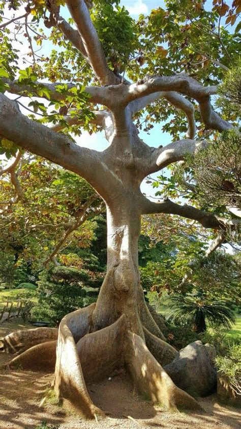 The Human Tree Santo Domingo Botanical Garden Pic By Eddiesantana77